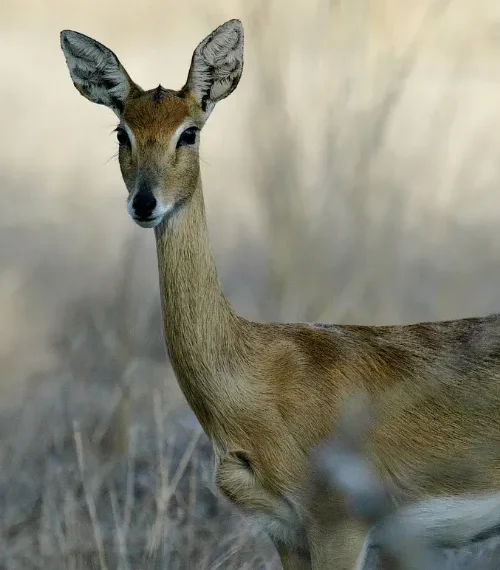 Small buck in Mozambique