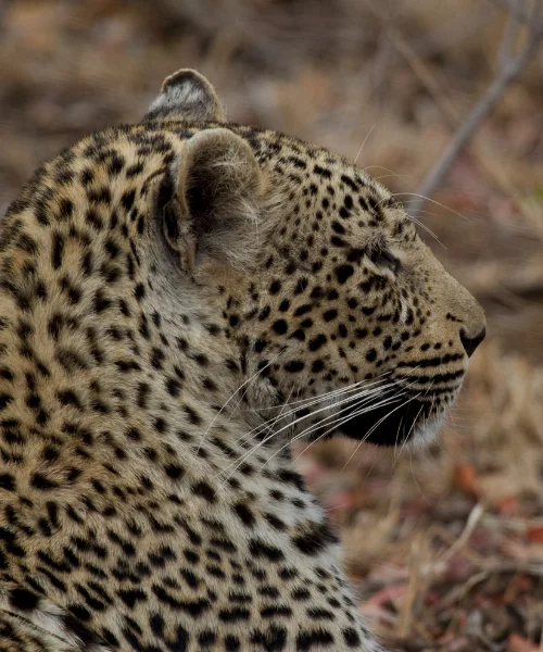 things to do in mozambique
