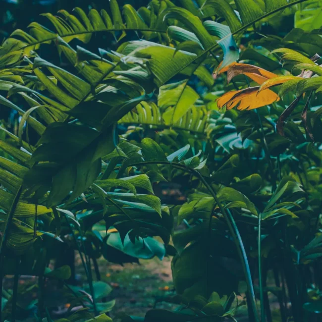 family trip south america