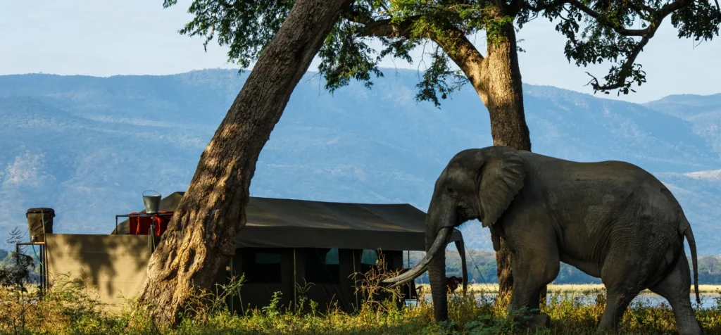 zimbabwe family safari