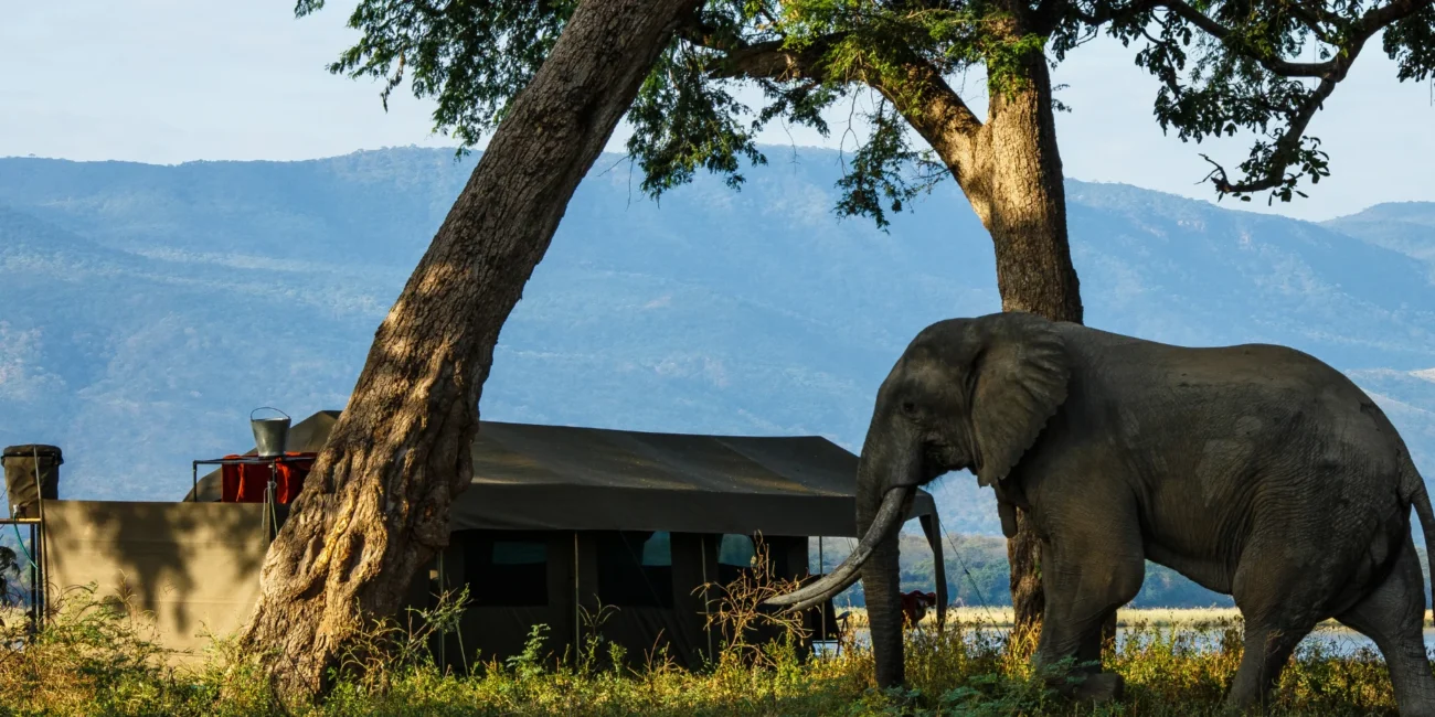 zimbabwe family safari