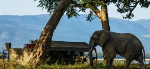 zimbabwe family safari