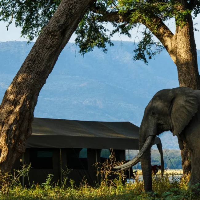 zimbabwe family safari