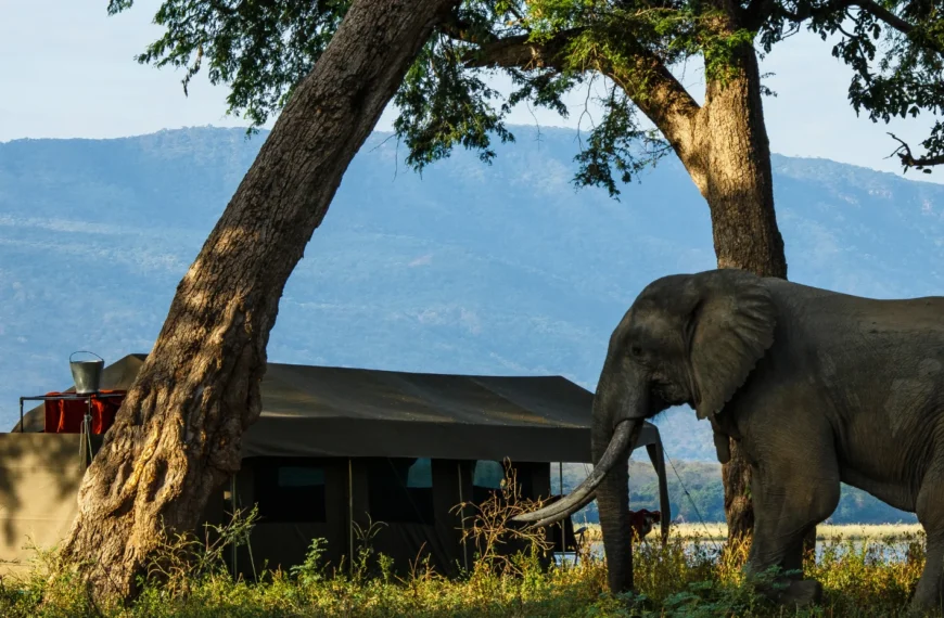 zimbabwe family safari