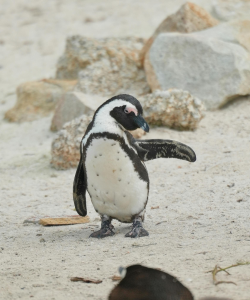 best cities to visit in Africa