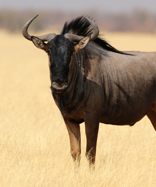 animal conservation success stories