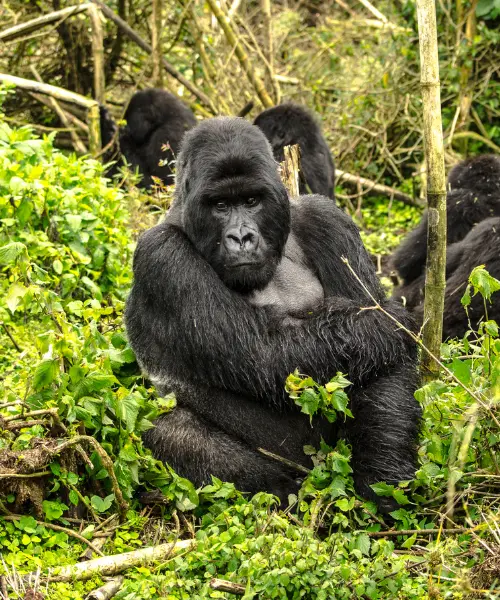 rwanda vs uganda gorilla trekking