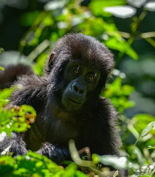 rwanda vs uganda gorilla trekking