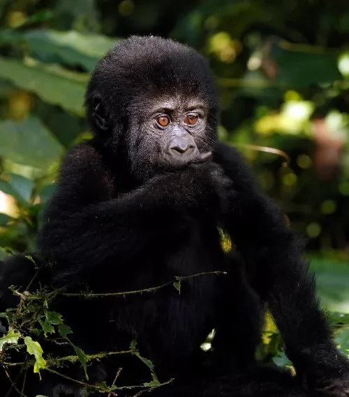 rwanda vs uganda gorilla trekking