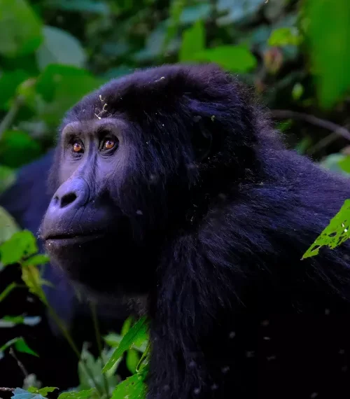rwanda vs uganda gorilla trekking