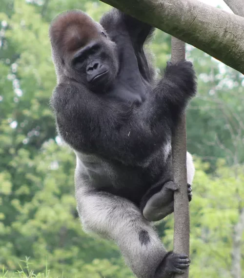 rwanda vs uganda gorilla trekking