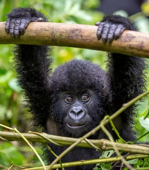 rwanda vs uganda gorilla trekking