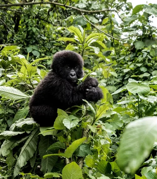 rwanda vs uganda gorilla trekking