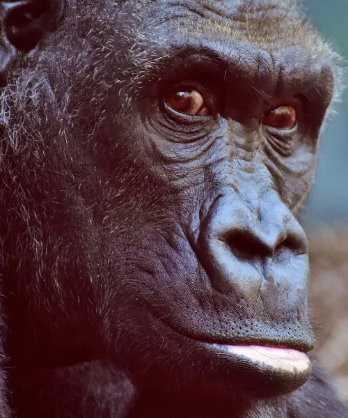 rwanda vs uganda gorilla trekking