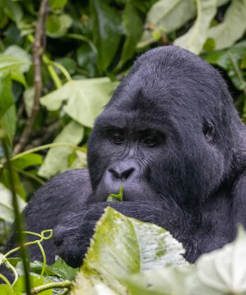 rwanda vs uganda gorilla trekking
