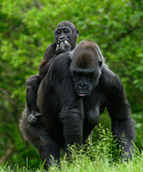 rwanda vs uganda gorilla trekking
