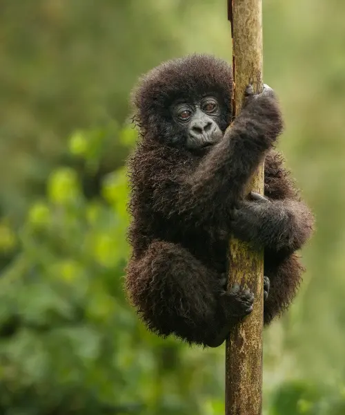 rwanda vs uganda gorilla trekking