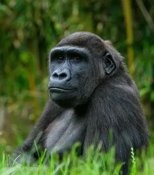 rwanda vs uganda gorilla trekking