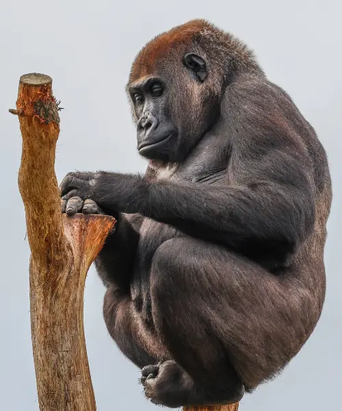 rwanda vs uganda gorilla trekking