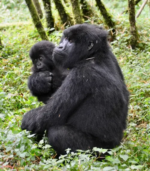 rwanda vs uganda gorilla trekking