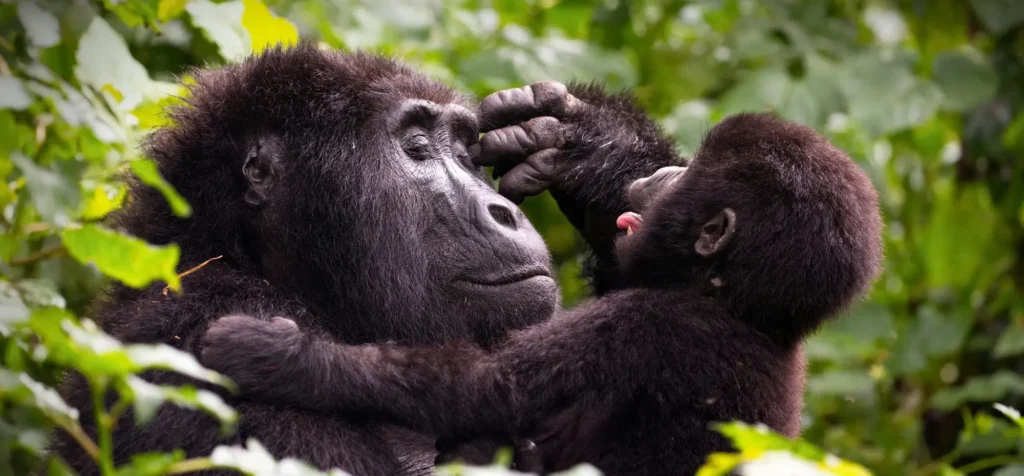 rwanda vs uganda gorilla trekking