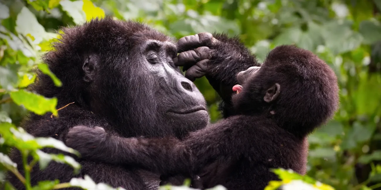 rwanda vs uganda gorilla trekking