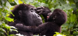 rwanda vs uganda gorilla trekking