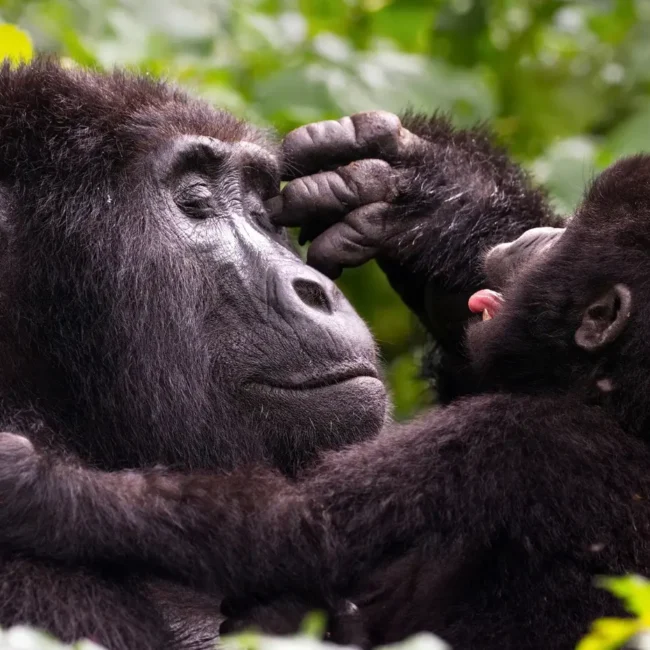 rwanda vs uganda gorilla trekking