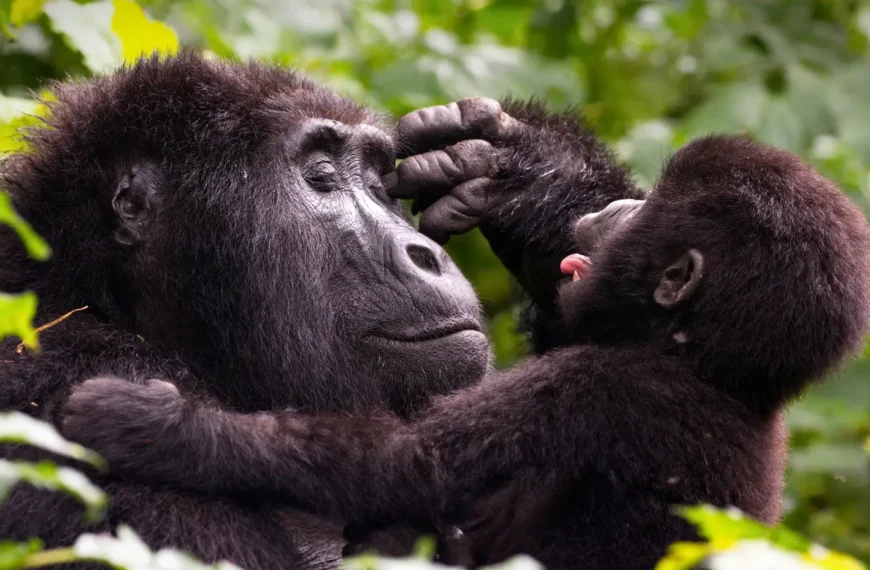 rwanda vs uganda gorilla trekking