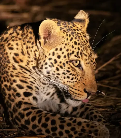 wildlife conservation in zambia