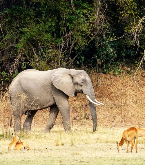 wildlife conservation in zambia