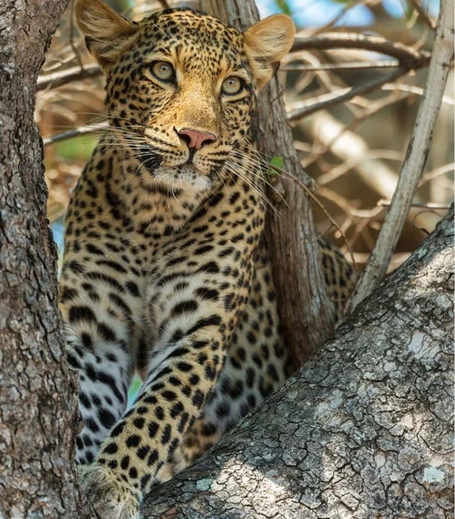 wildlife conservation in zambia