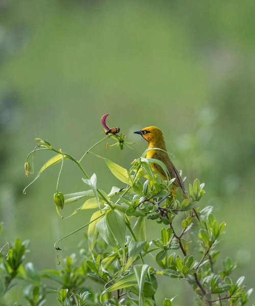 wildlife conservation in zambia