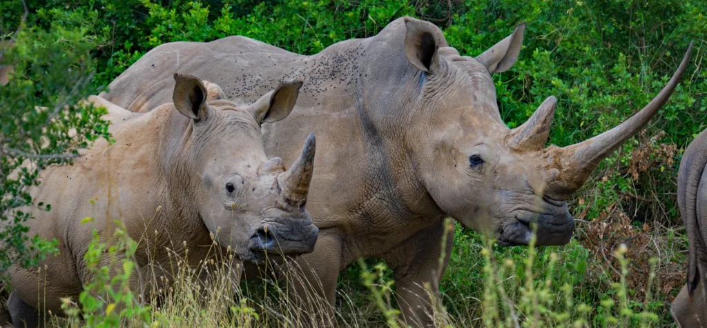 wildlife conservation in zambia