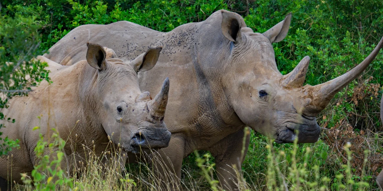 wildlife conservation in zambia