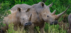 wildlife conservation in zambia