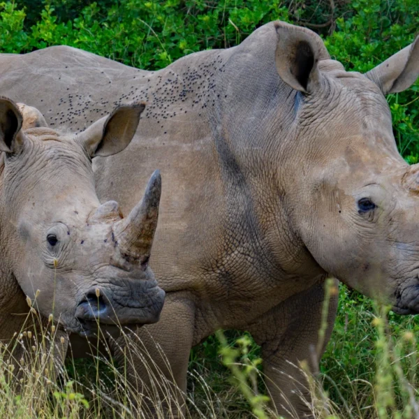 wildlife conservation in zambia