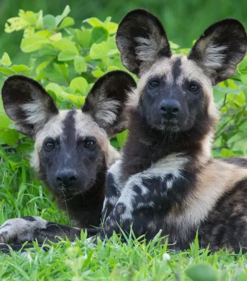 wildlife conservation in zambia