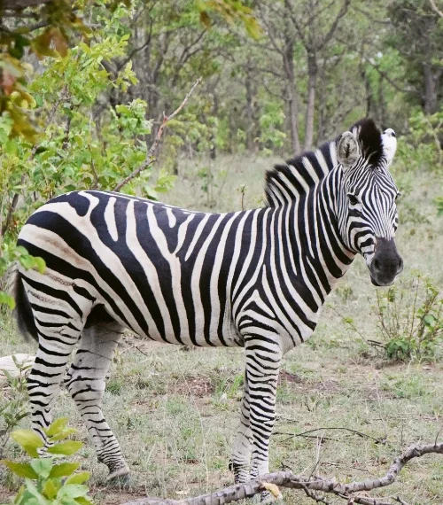 wildlife conservation in zambia