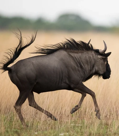 wildlife conservation in zambia