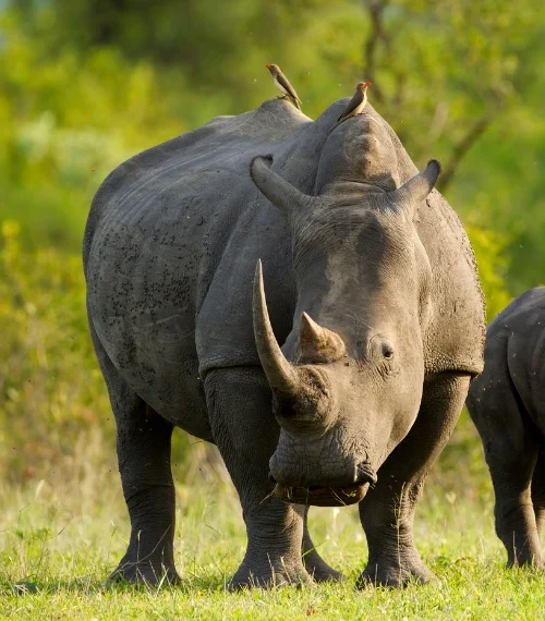 wildlife conservation in zambia