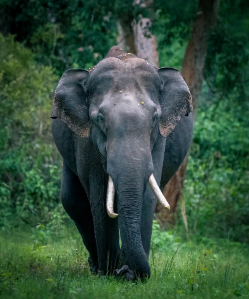 Elephant seen on an India safari
