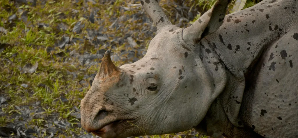 One-horned rhino on an Asia safari