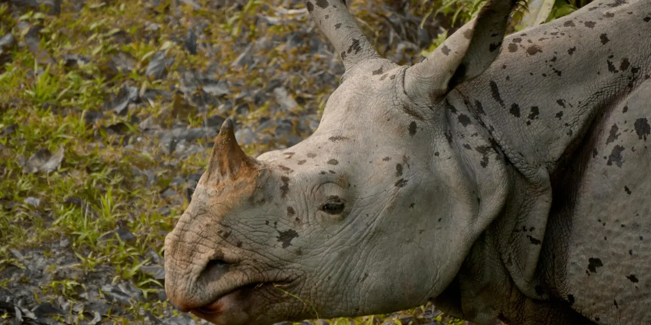 One-horned rhino on an Asia safari