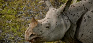 One-horned rhino on an Asia safari