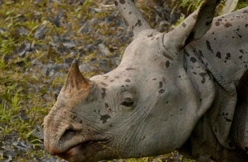 One-horned rhino on an Asia safari