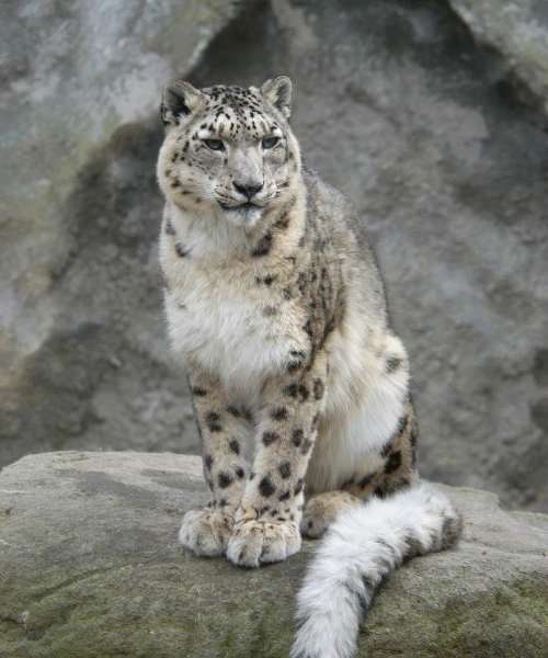 Snow leopard on the best safari in Asia