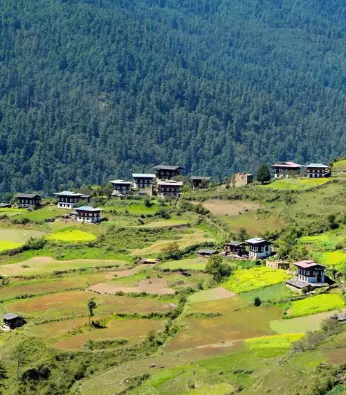 Green fields in Bhutan