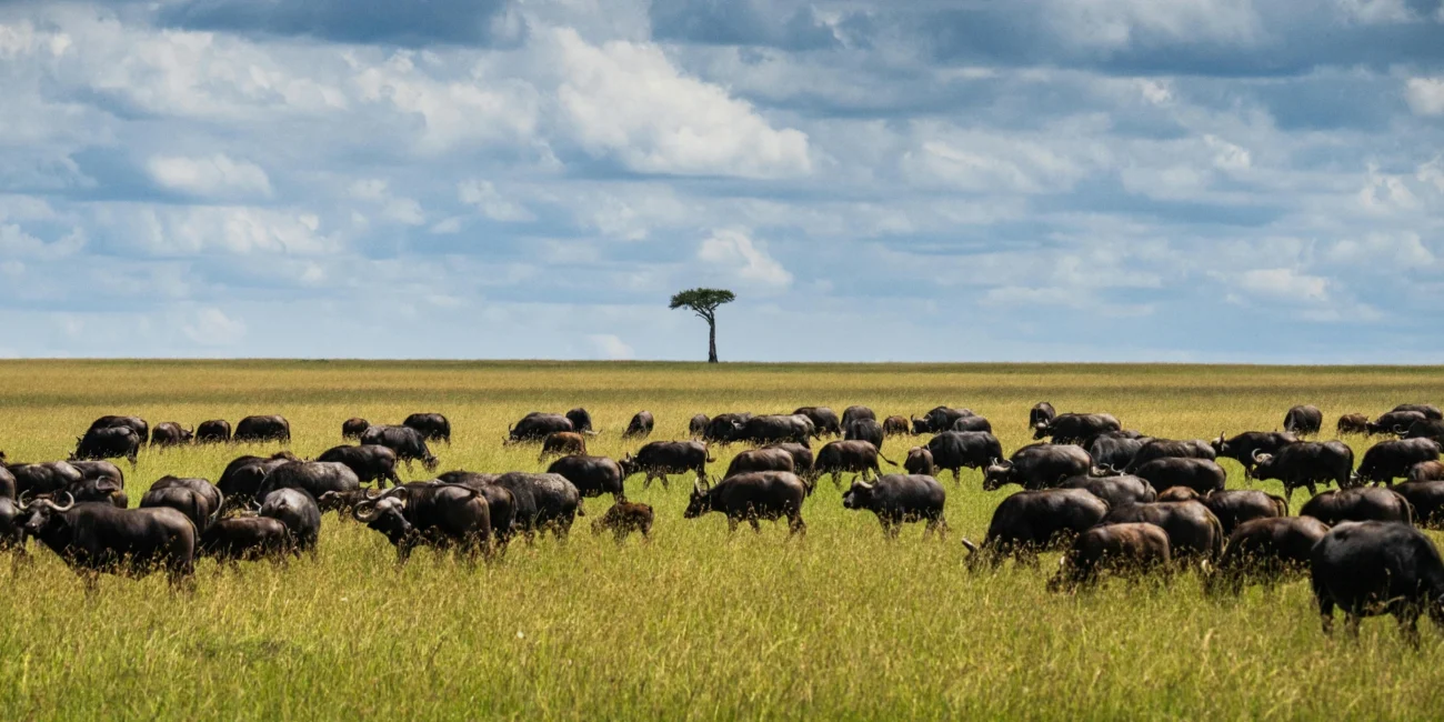 Buffalo on Kenyan plain