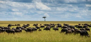 Buffalo on Kenyan plain